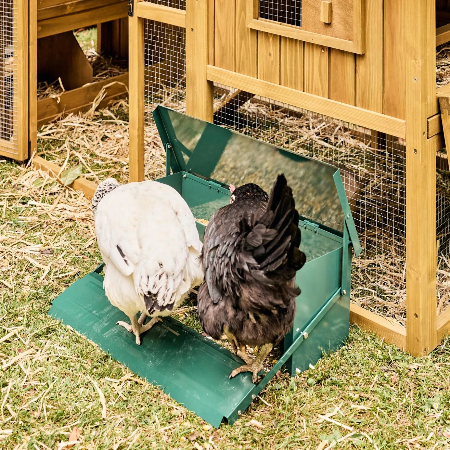Comedero automático para gallinas 5kg