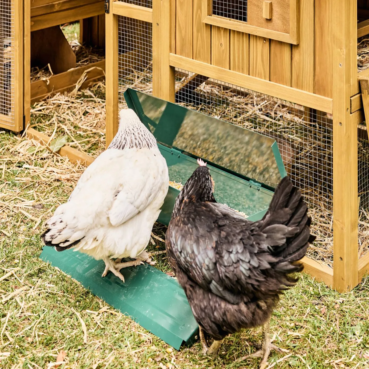 Comedero automático para gallinas 5kg