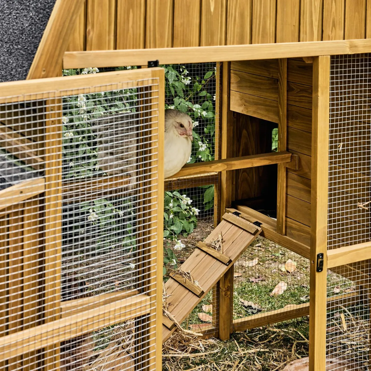 Gallinero en madera de abeto para 6 gallinas